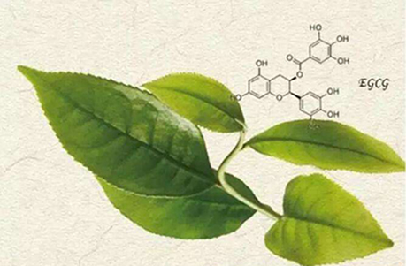 植物化学物2026前沿：多酚、类胡萝卜素、硫苷的作用机制