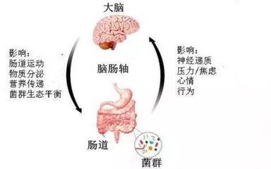 “第二大脑”的压力：肠道菌群如何影响你的焦虑水平？